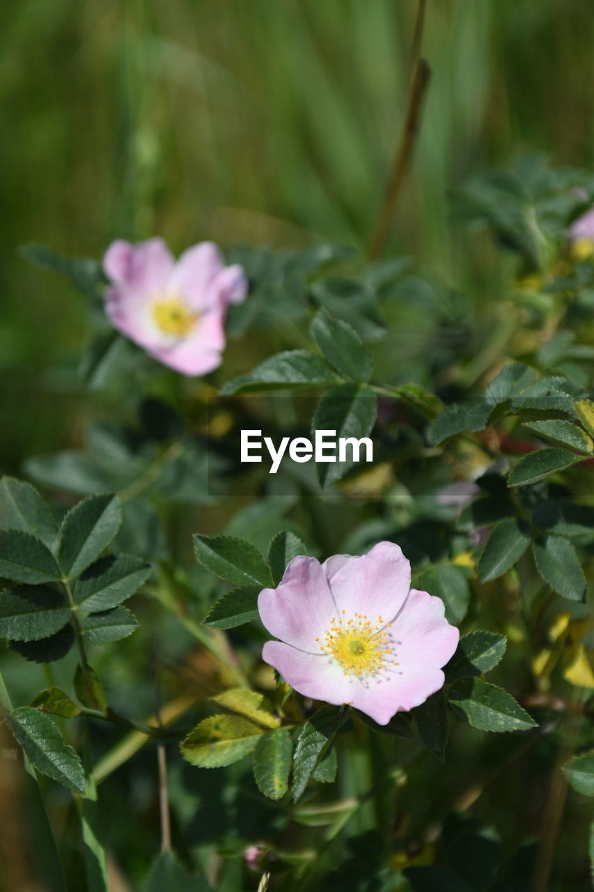 Close-up of pink flowering plant