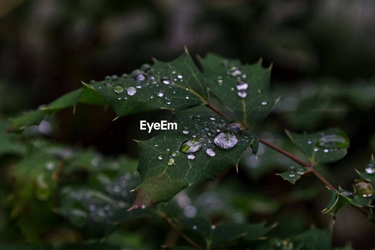 Raindrop on leaf 