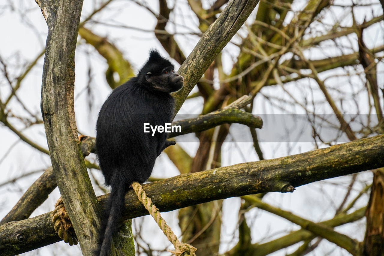 low angle view of black bird perching on tree
