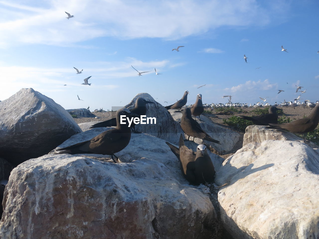 BIRDS FLYING OVER ROCKS