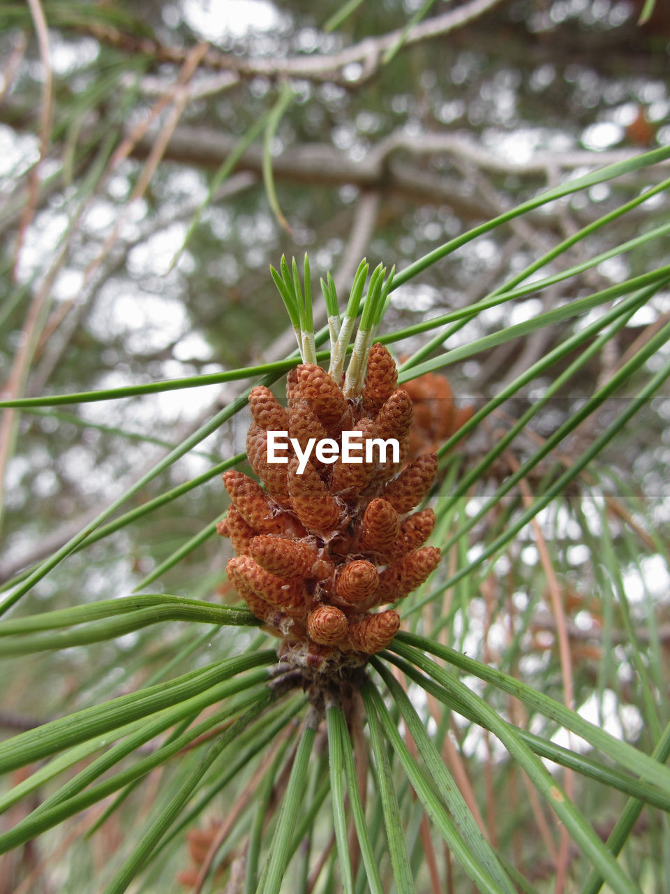 CLOSE-UP OF PINE CONE ON BRANCH