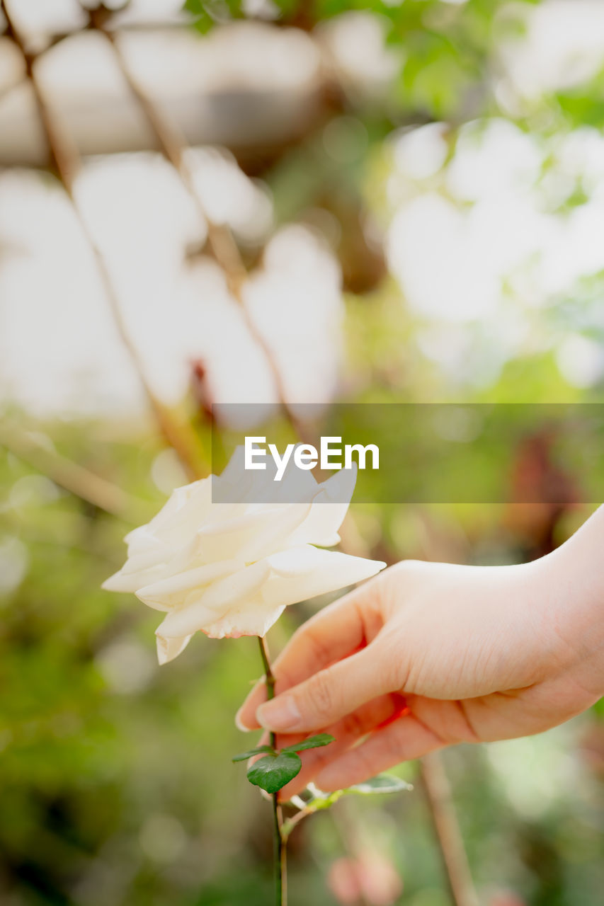 Close-up of hand holding white flowering plant outdoors