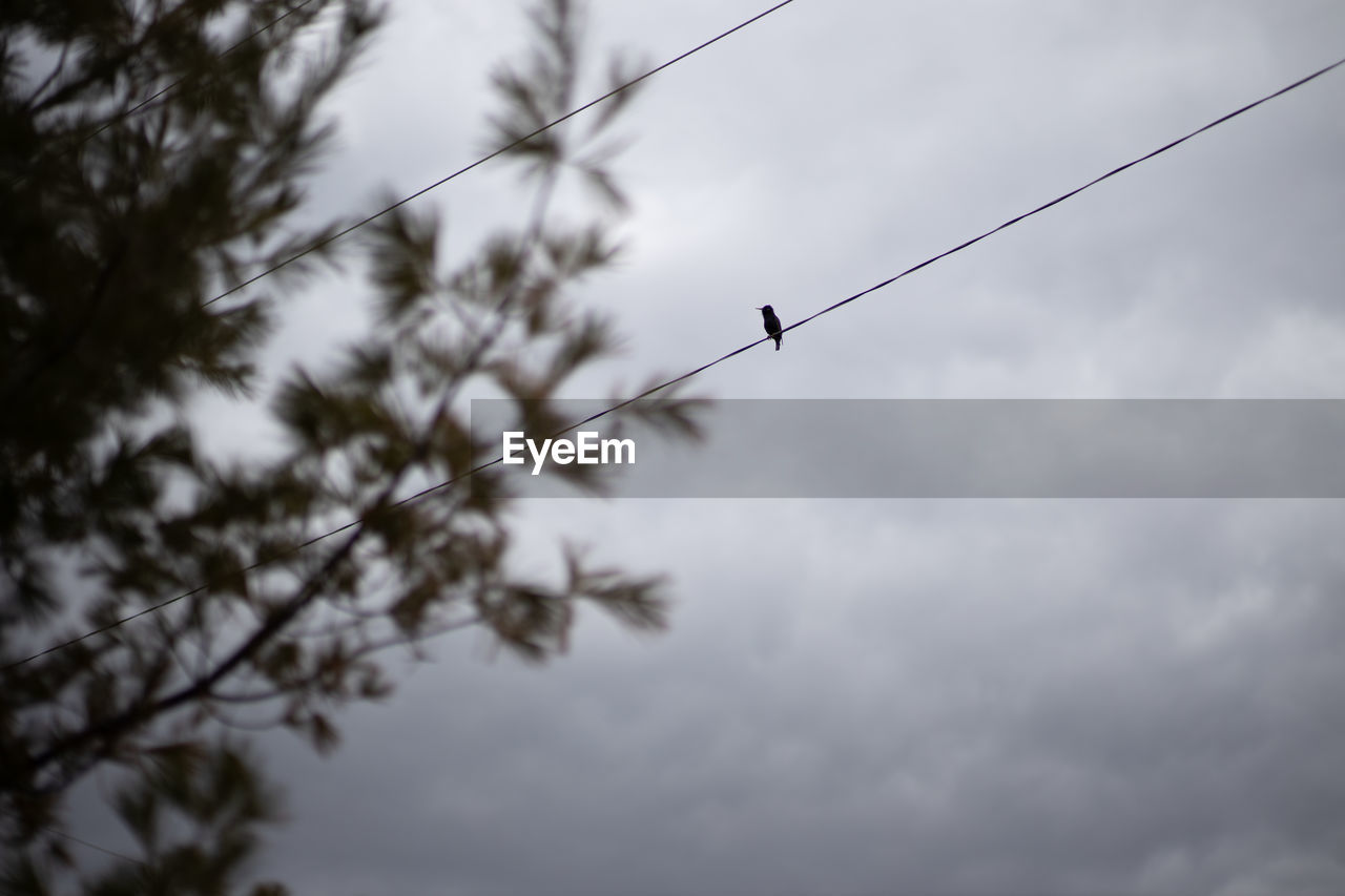 Single bird on a power line 