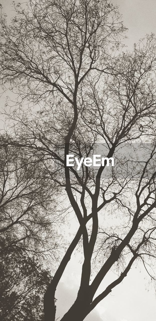 SILHOUETTE OF BARE TREE AGAINST SKY