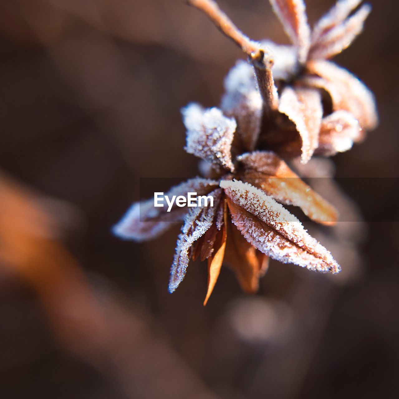 CLOSE-UP OF FROST ON PLANT