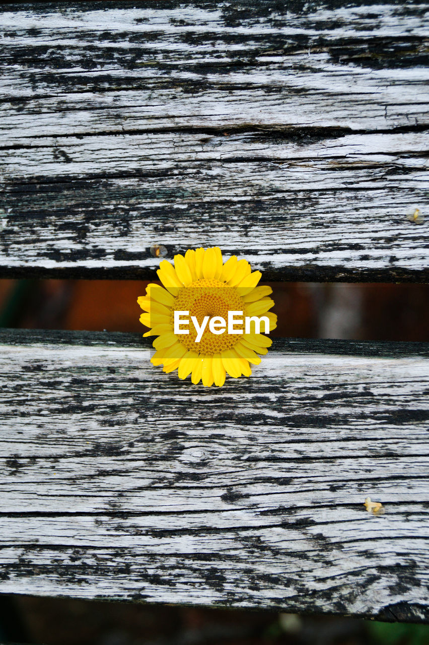 Close-up of yellow flower blooming on wooden fence