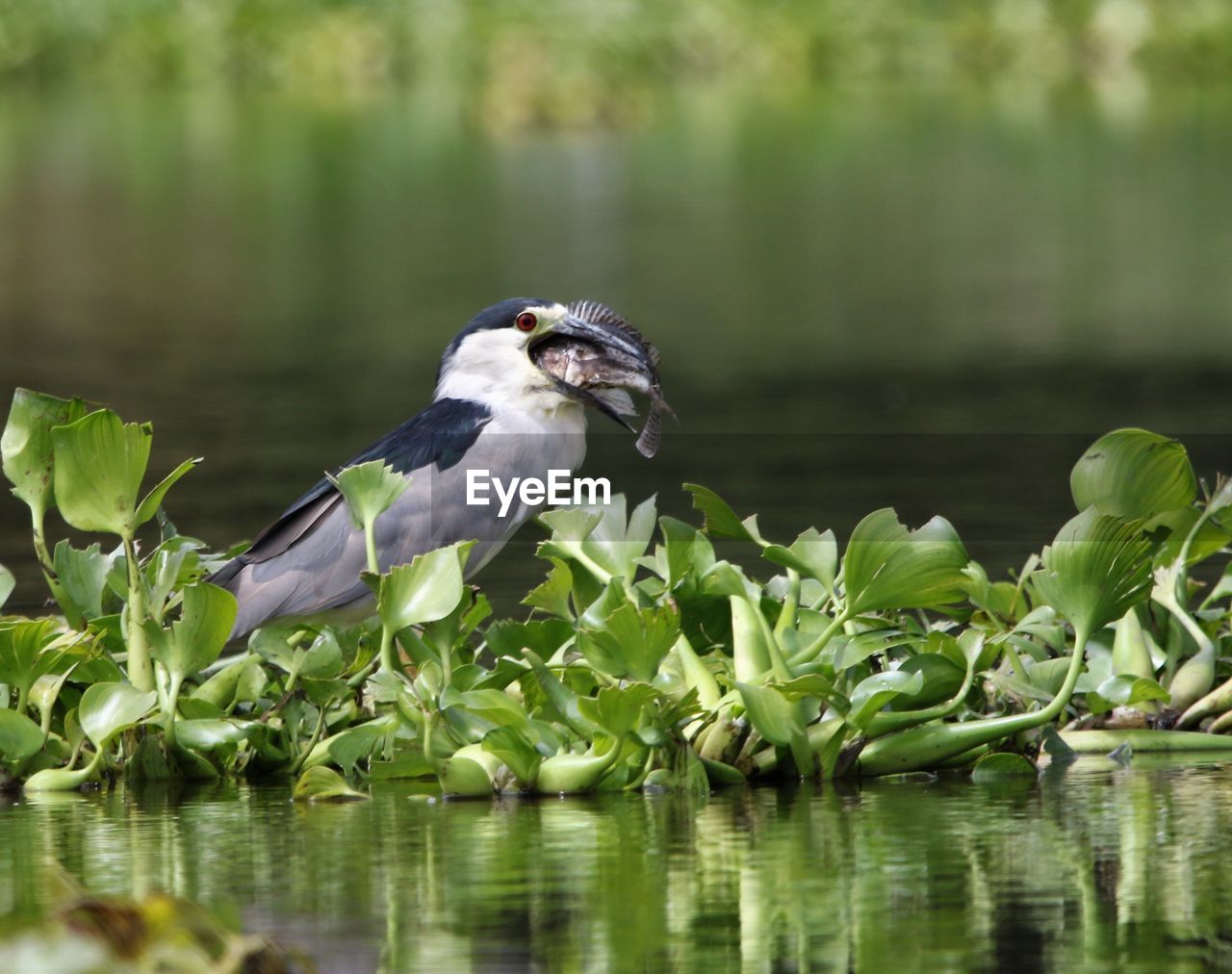 DUCK IN A LAKE