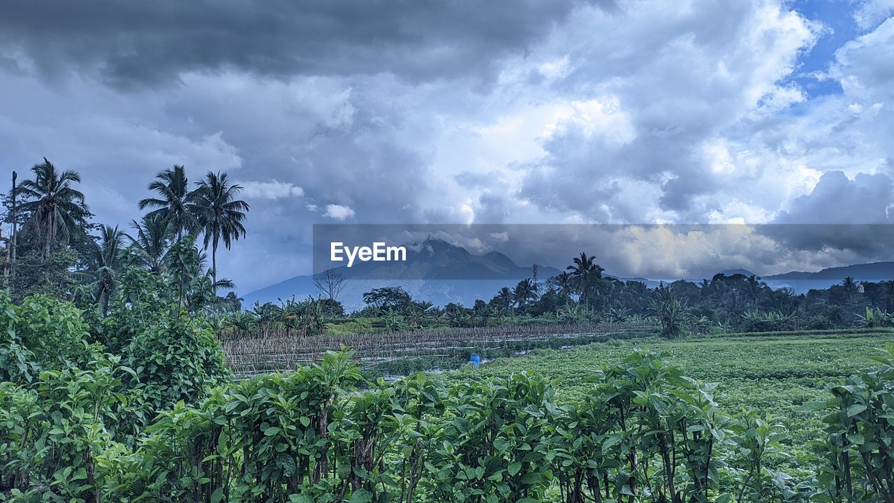 landscape, environment, cloud, plant, sky, nature, land, agriculture, field, crop, growth, scenics - nature, rural scene, mountain, tree, beauty in nature, rural area, farm, no people, food and drink, plantation, tropical climate, green, food, outdoors, grass, social issues, storm, tranquility, travel