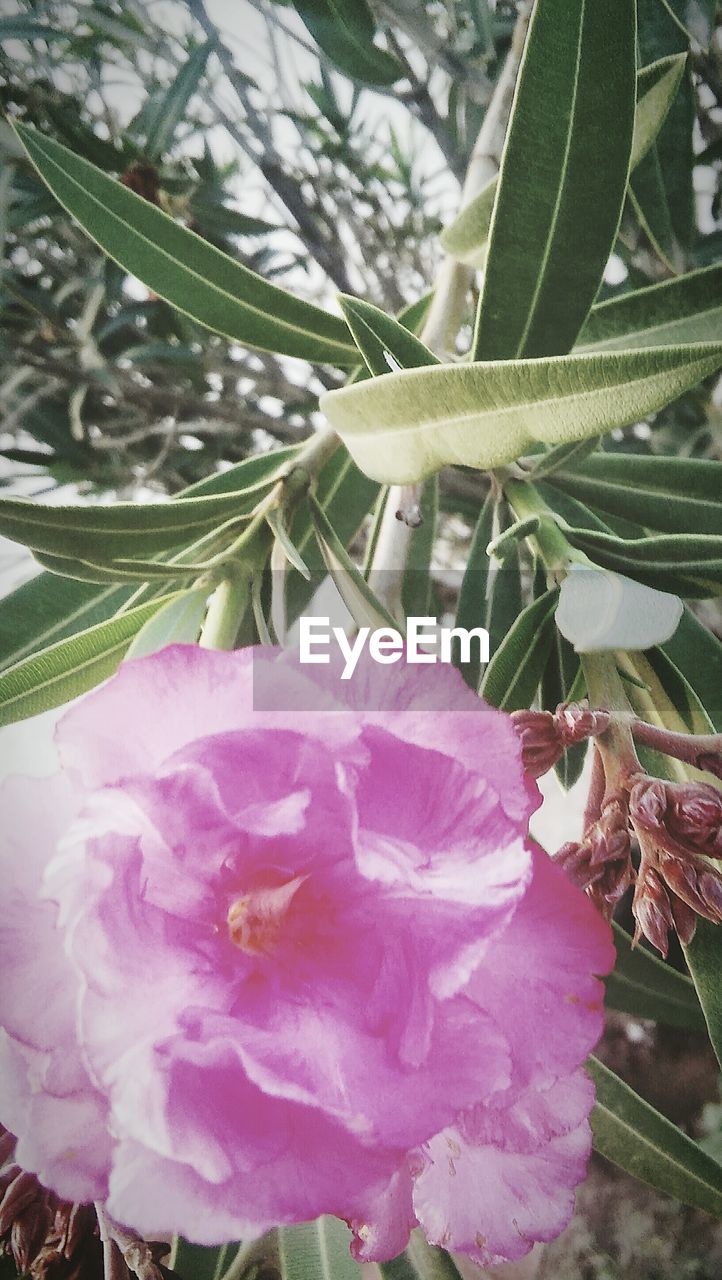 CLOSE-UP OF PINK FLOWERS BLOOMING