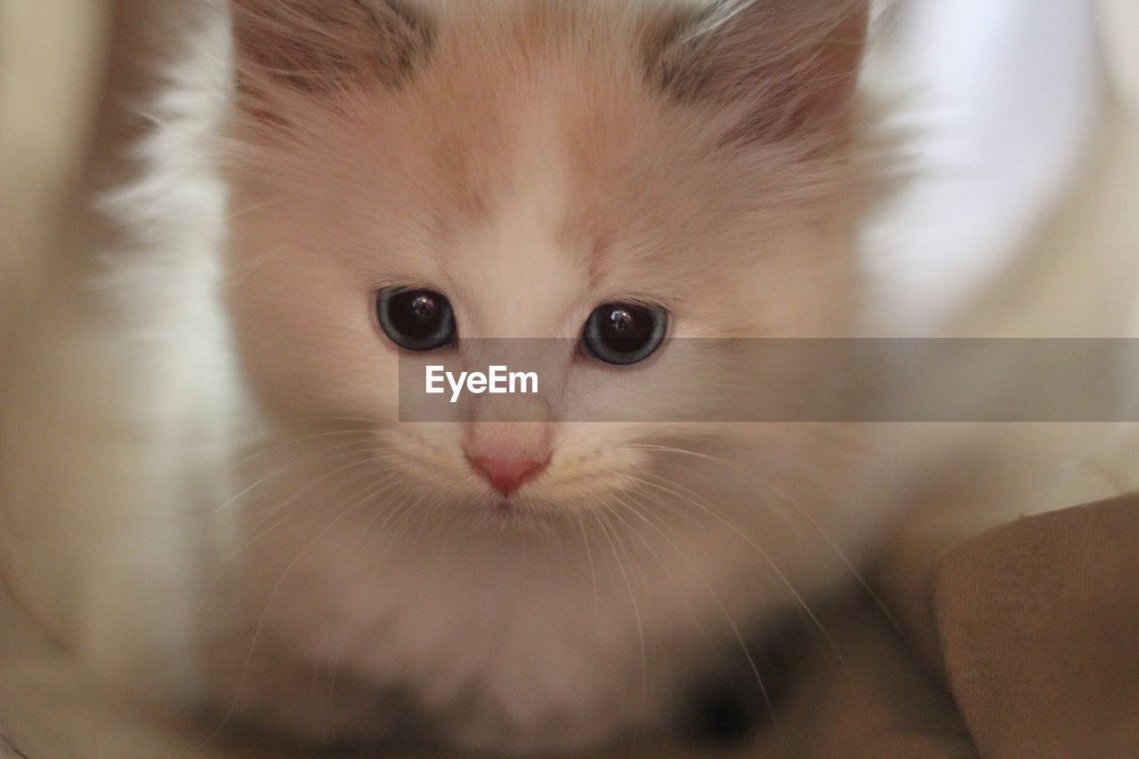 A white siberian cat kitten 