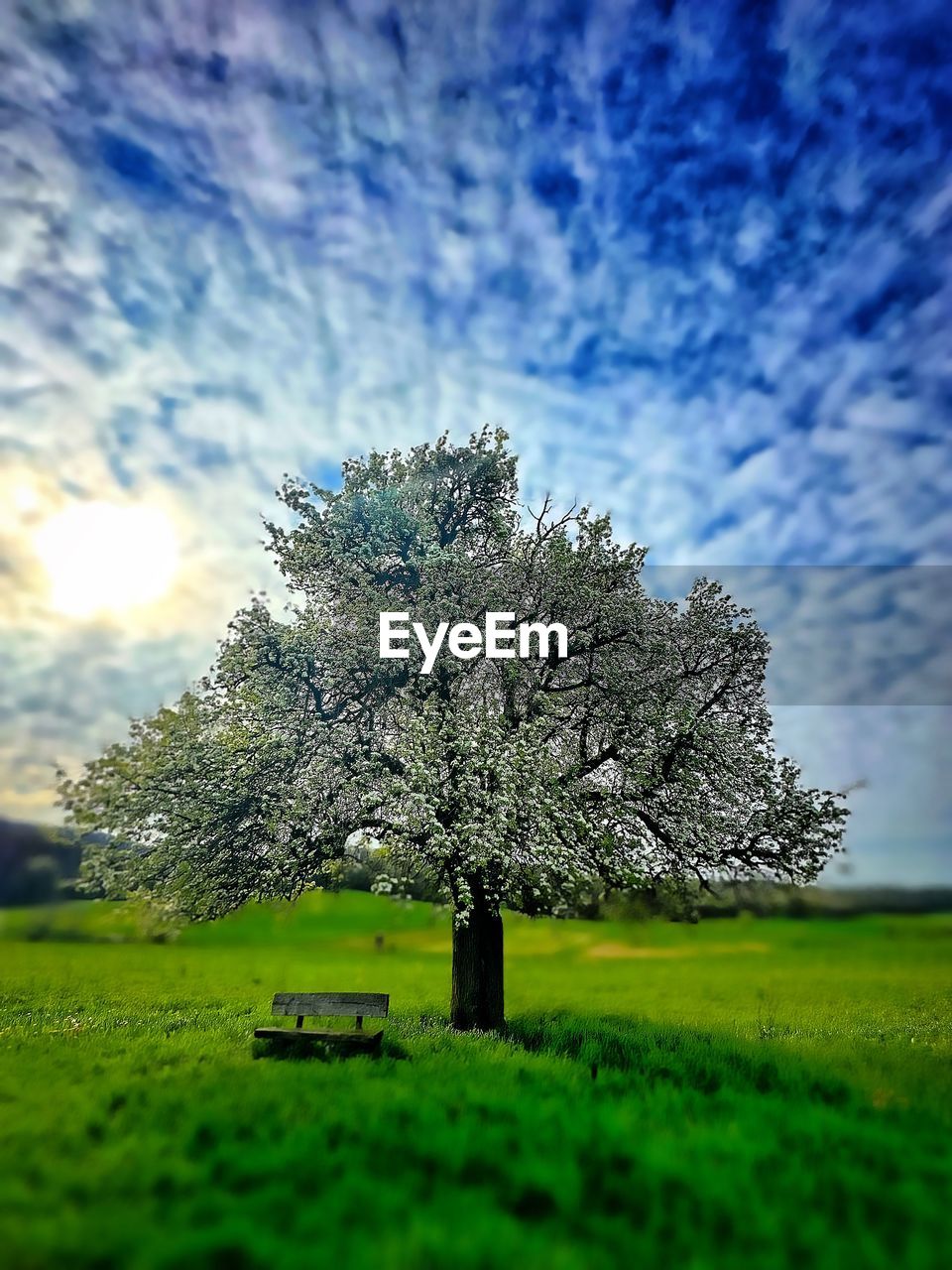 plant, nature, green, sky, tree, beauty in nature, grass, cloud, field, flower, growth, sunlight, no people, meadow, landscape, environment, tranquility, land, tranquil scene, scenics - nature, outdoors, day, rural scene, leaf, idyllic, agriculture, morning, springtime, freshness