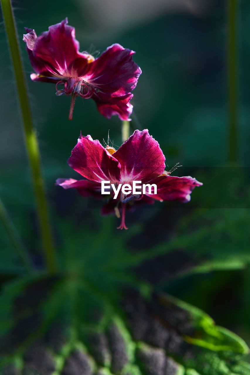 CLOSE-UP OF PURPLE FLOWERING PLANT