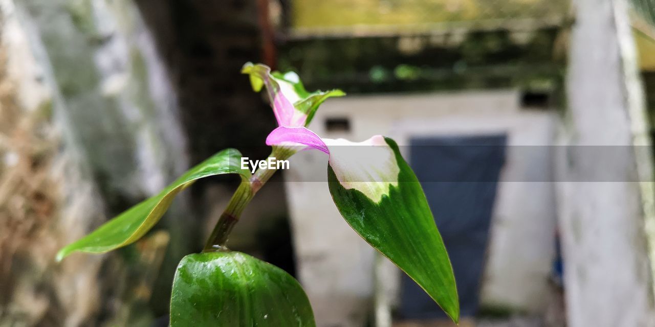 CLOSE-UP OF FLOWERING PLANT AGAINST WHITE WALL