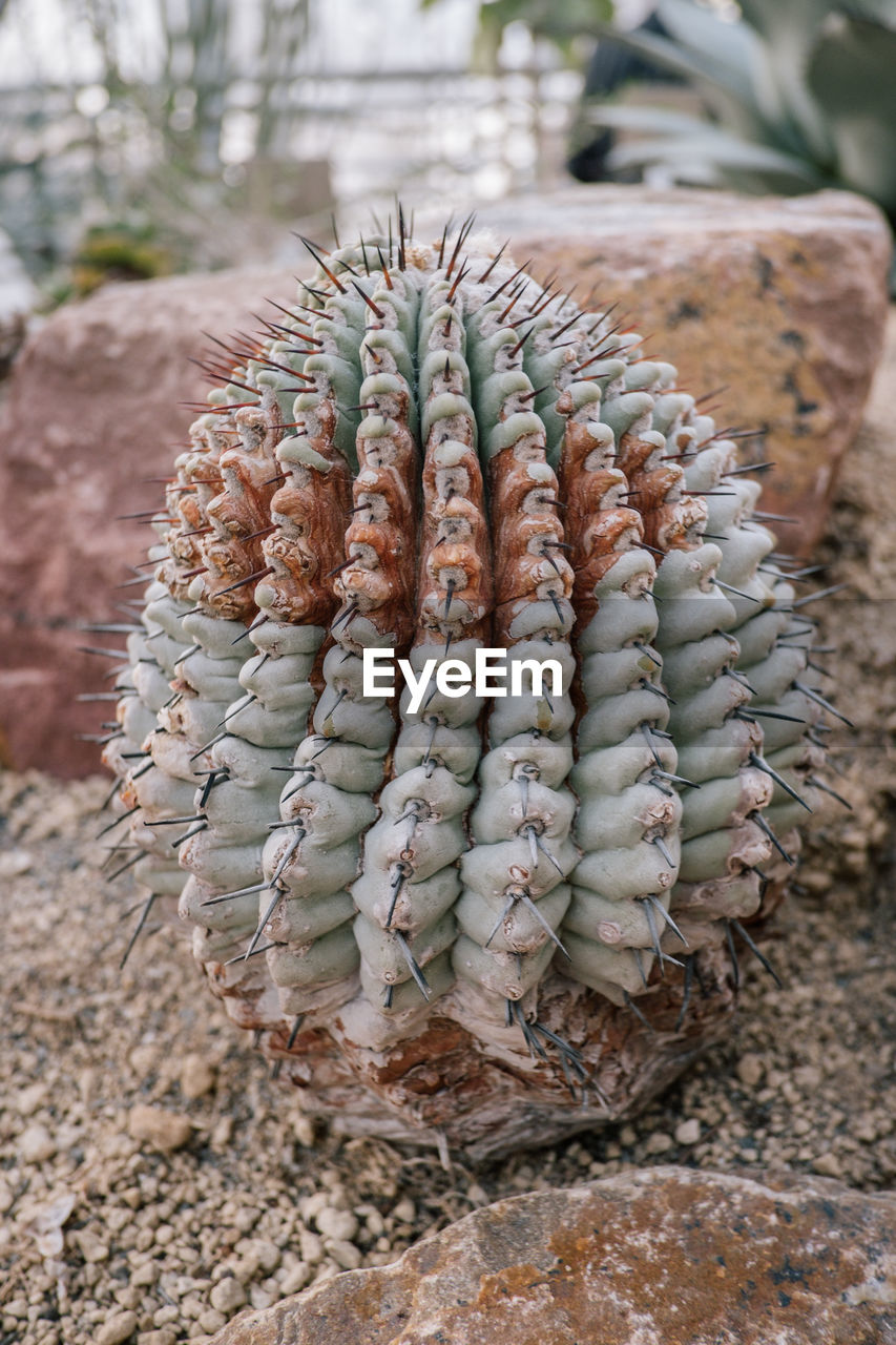 CLOSE-UP OF SUCCULENT PLANT ON FIELD