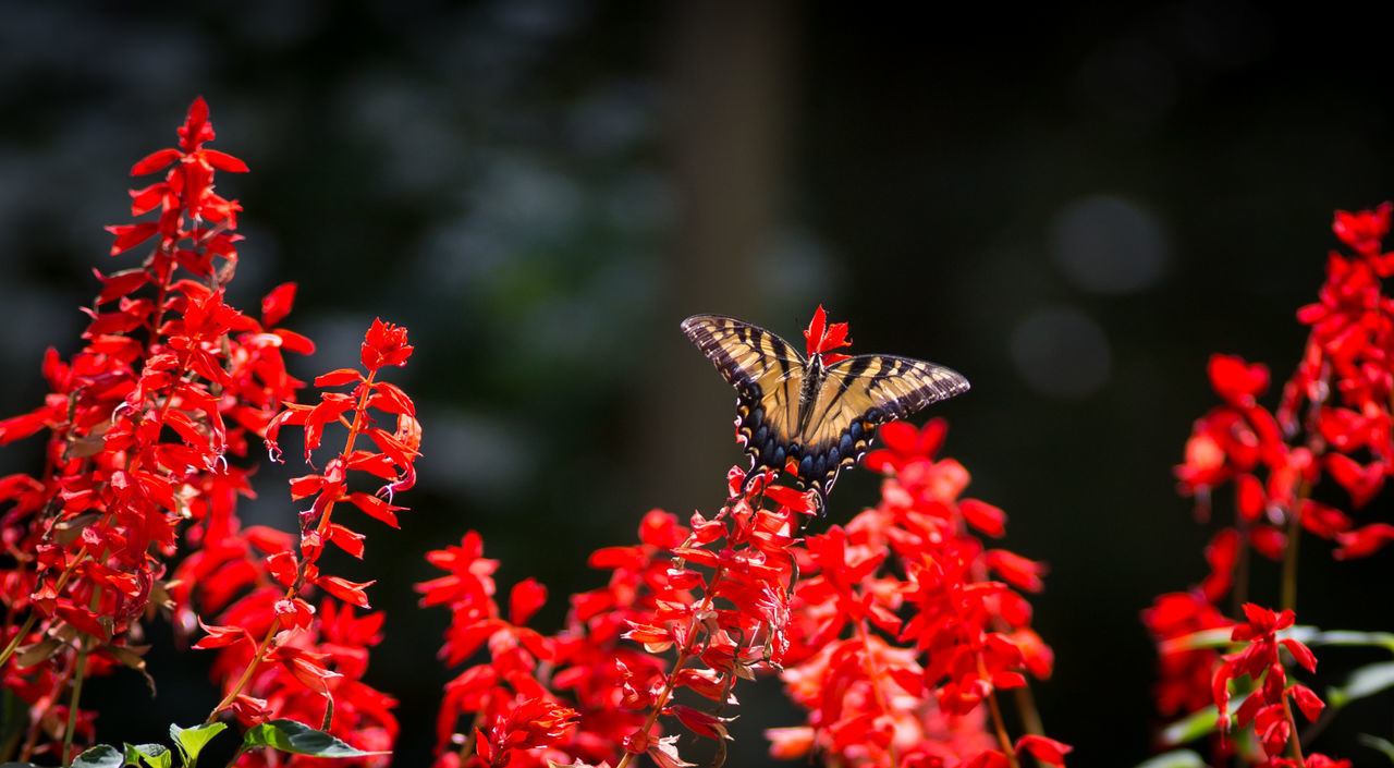 Close-up of butterfly perching on fresh red flowers