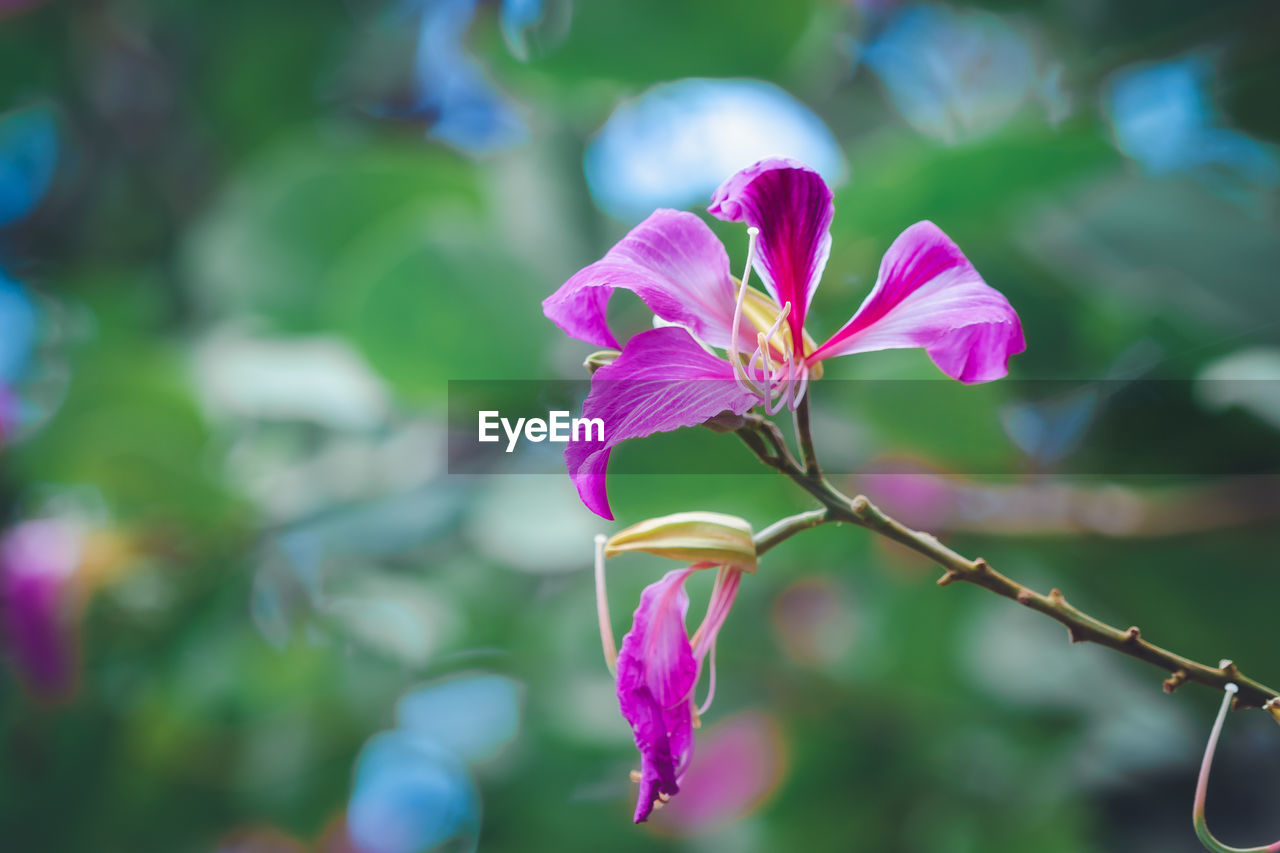 CLOSE-UP OF PINK FLOWER