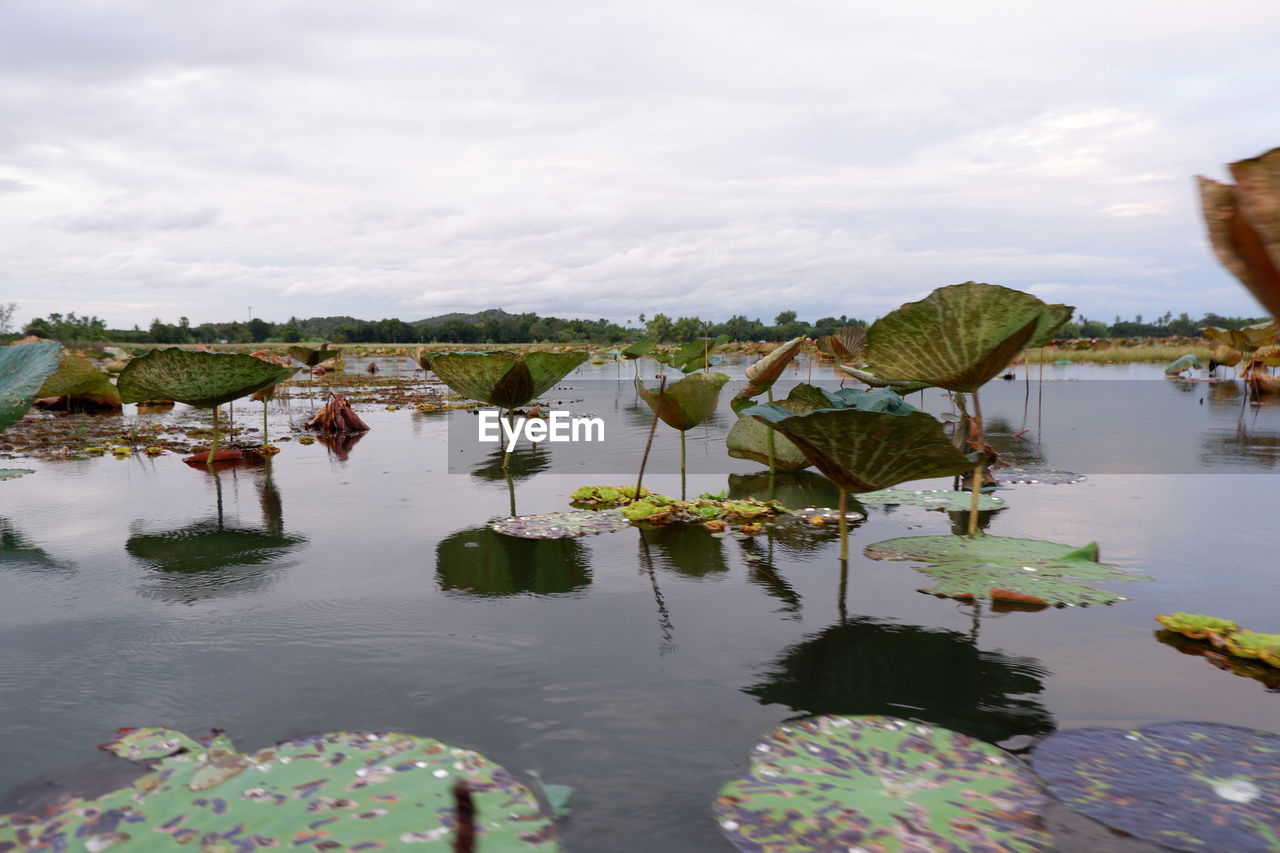 PLANTS IN LAKE AGAINST SKY