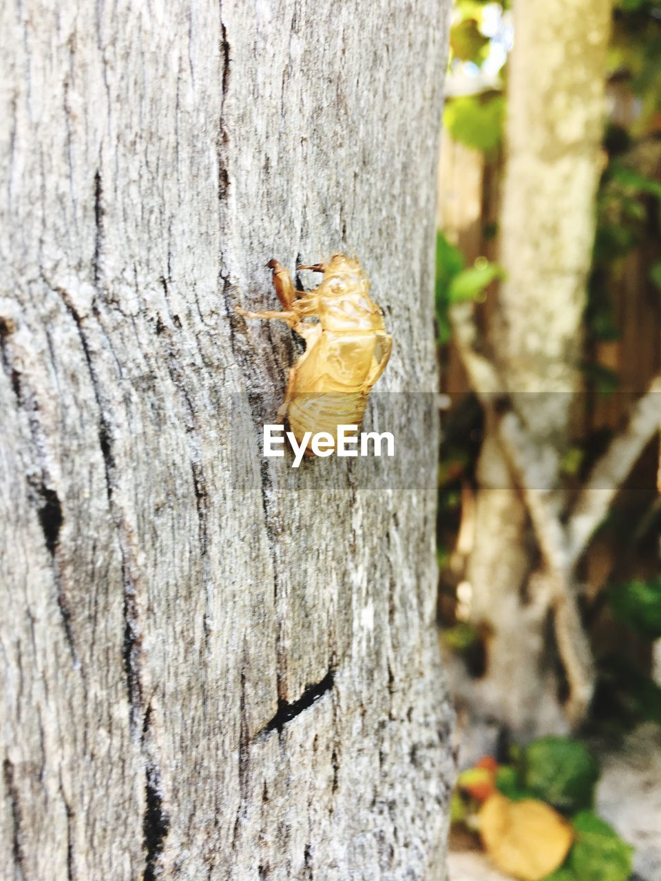 CLOSE-UP OF MOTH ON TREE TRUNK