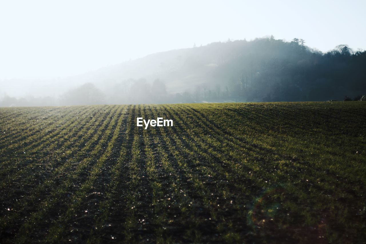 Scenic view of field against clear sky