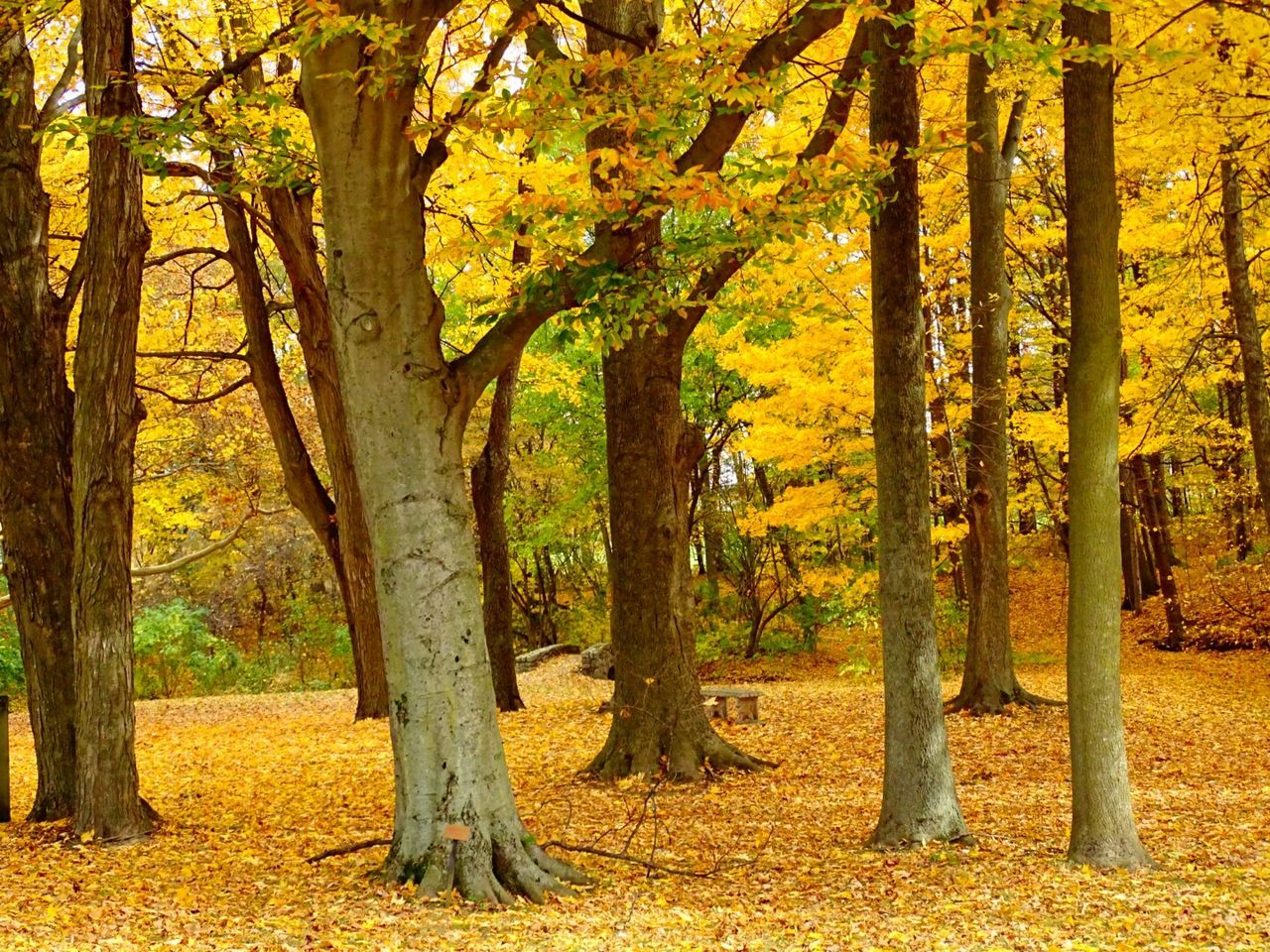 Trees in forest during autumn