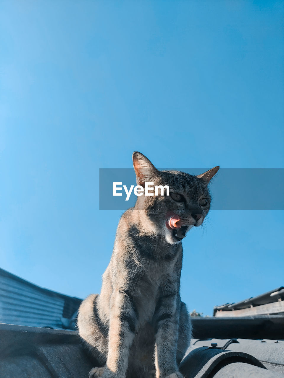 Low angle view of cat against blue sky