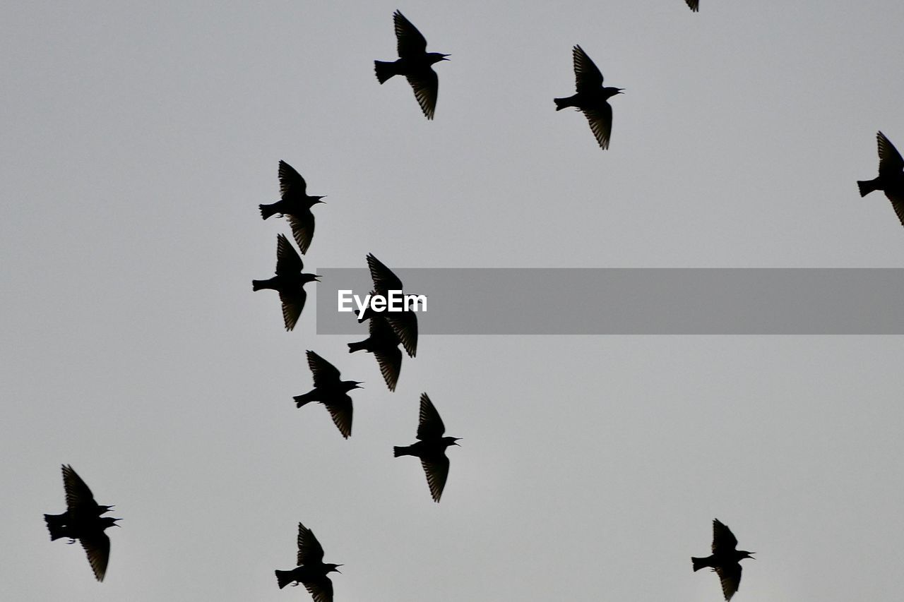 bird, flying, animal themes, animal, wildlife, animal wildlife, group of animals, large group of animals, bird migration, flock, flock of birds, sky, animal migration, low angle view, mid-air, no people, nature, wing, spread wings, motion, silhouette, outdoors, on the move, day, animal body part