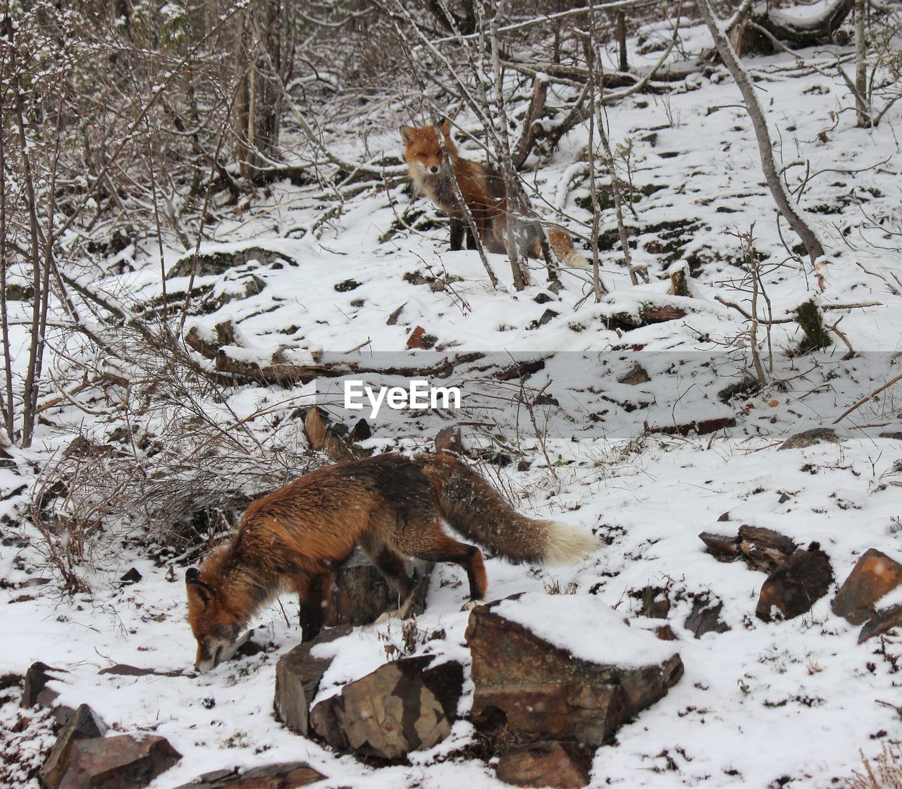 High angle view of fox on snow covered land