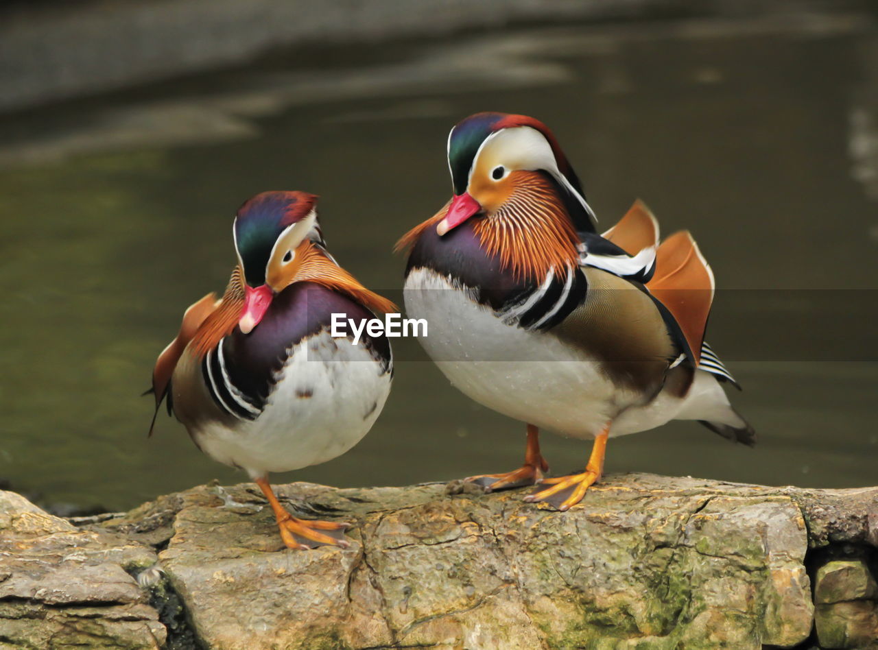 Two male mandarin ducks, aix galericulata, standing together on a rock