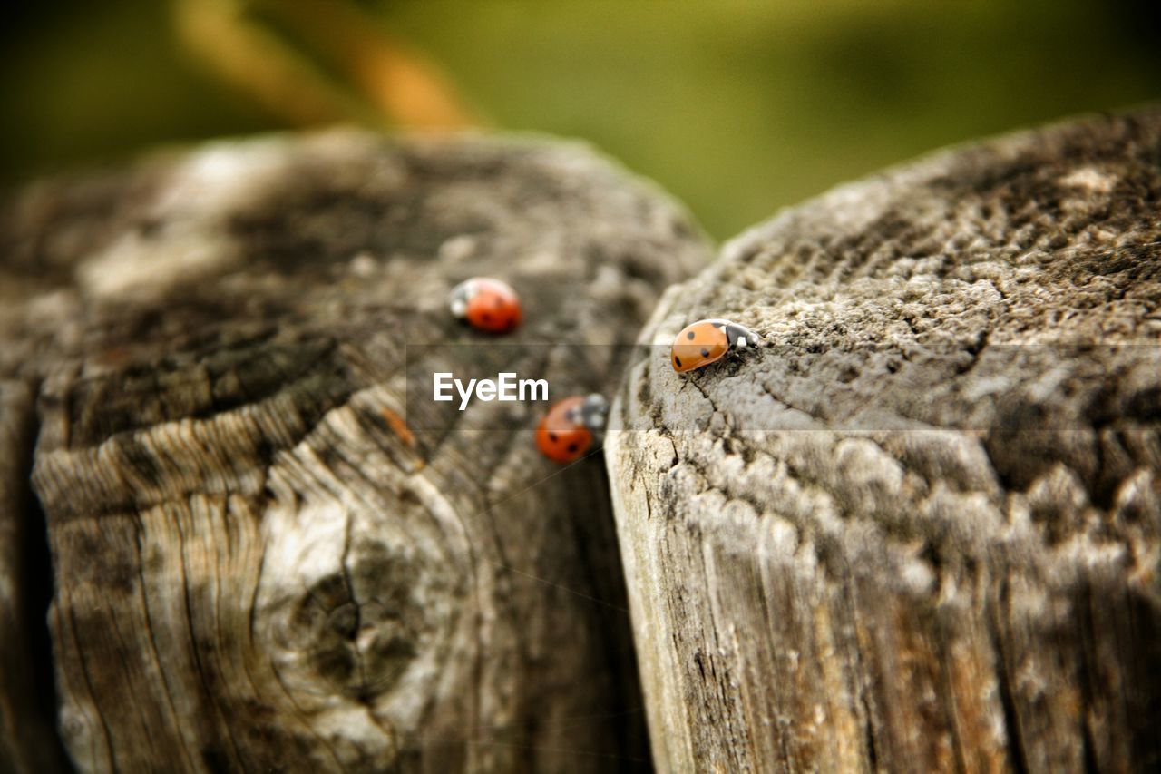 Ladybugs on tree stumps