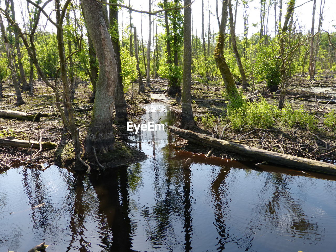 TREES GROWING IN FOREST