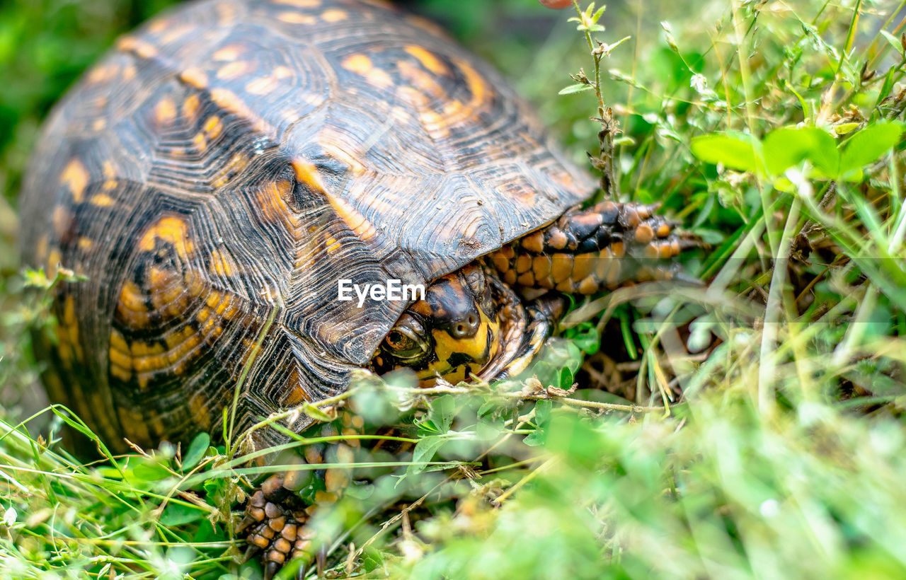 Close-up of turtle on plants