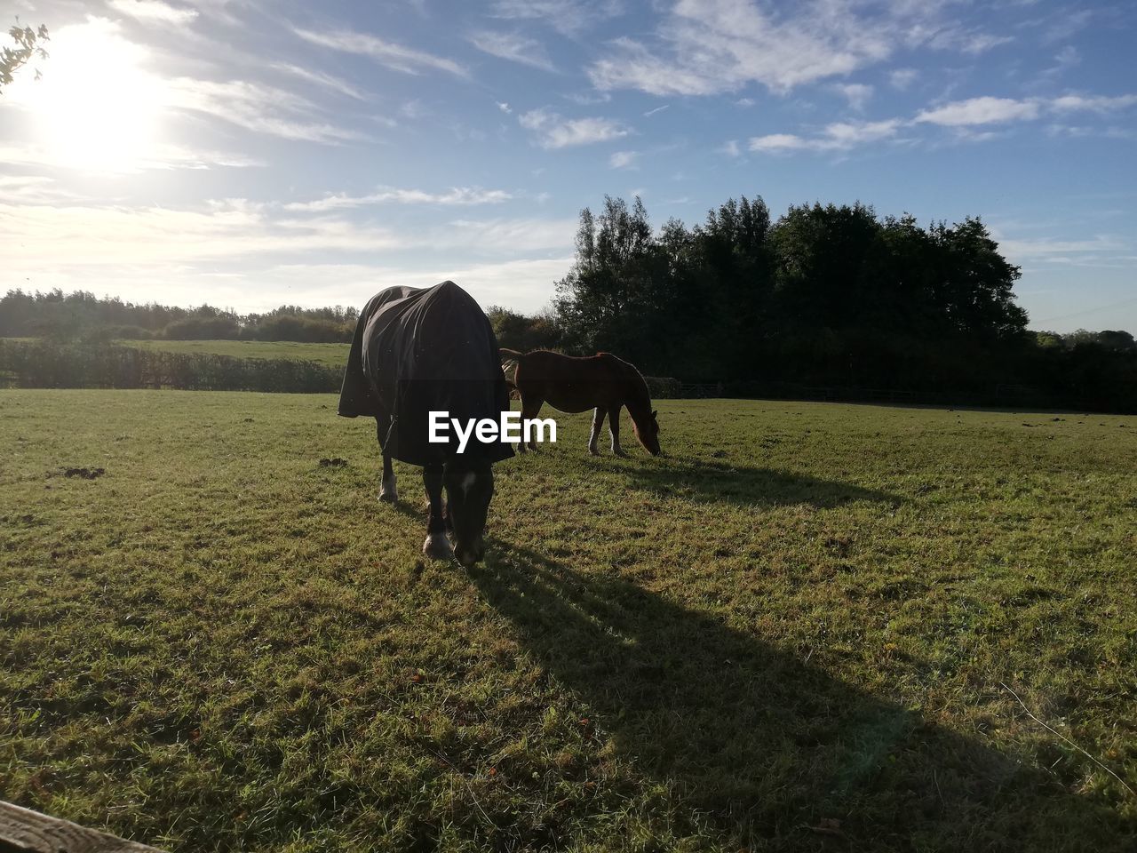 Horse standing in a field