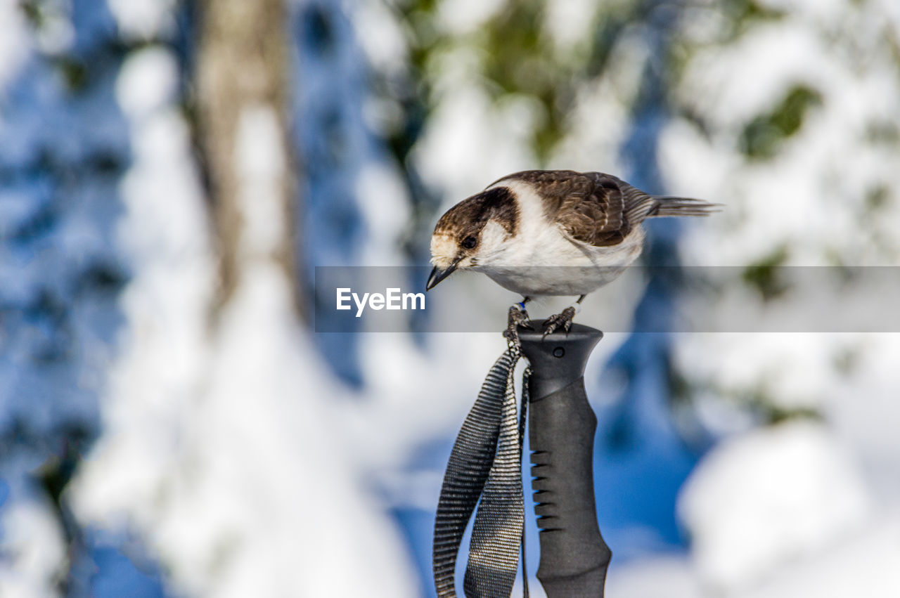 CLOSE-UP OF BIRD PERCHING