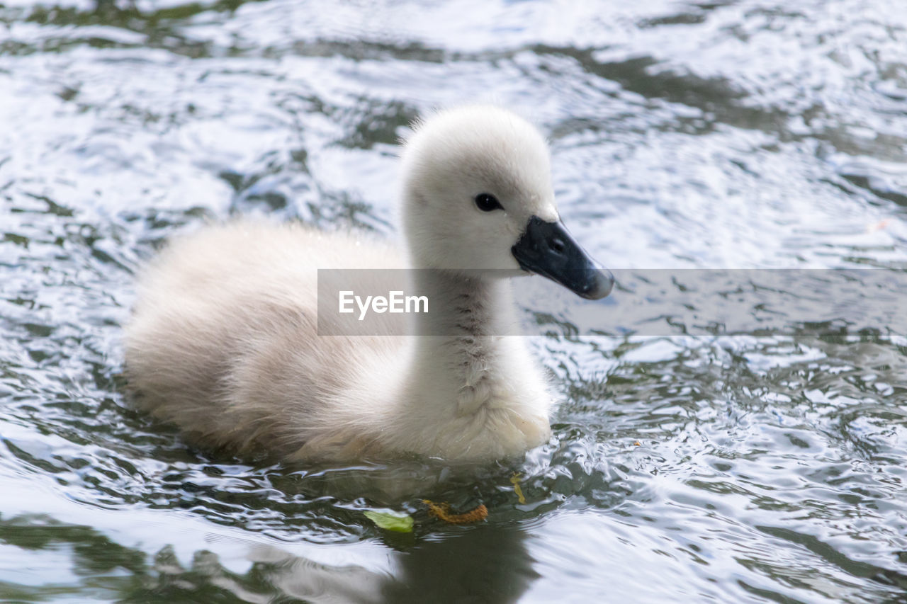 Baby swan swimming in lake