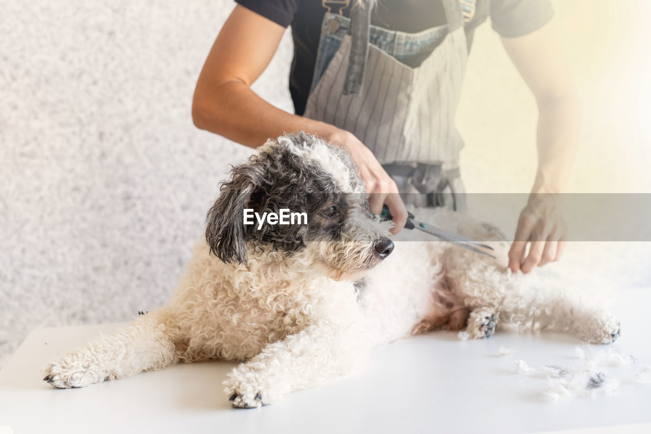 Young woman grooming dog at salon