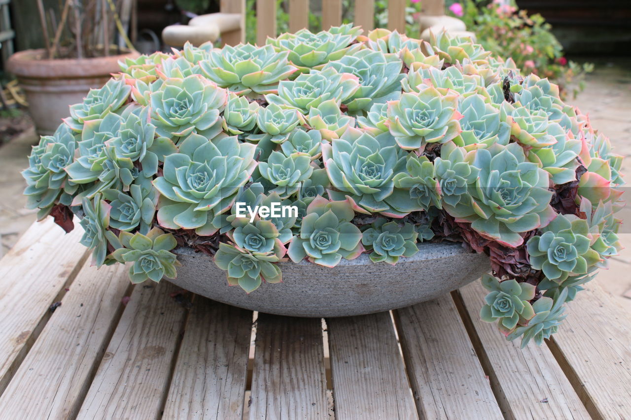 Close up macro of exotic cacti type plant growing in large pot in greenhouse in organic garden