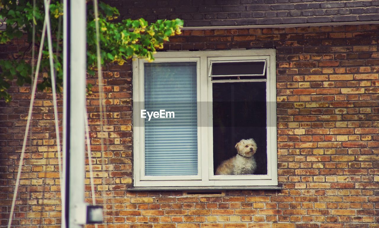 Dog seen through window of house