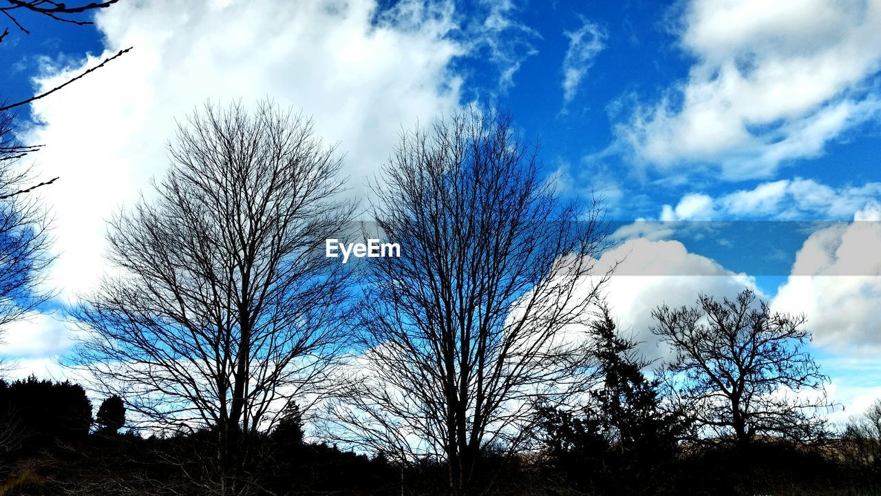 CLOSE-UP LOW ANGLE VIEW OF TREES AGAINST BLUE SKY