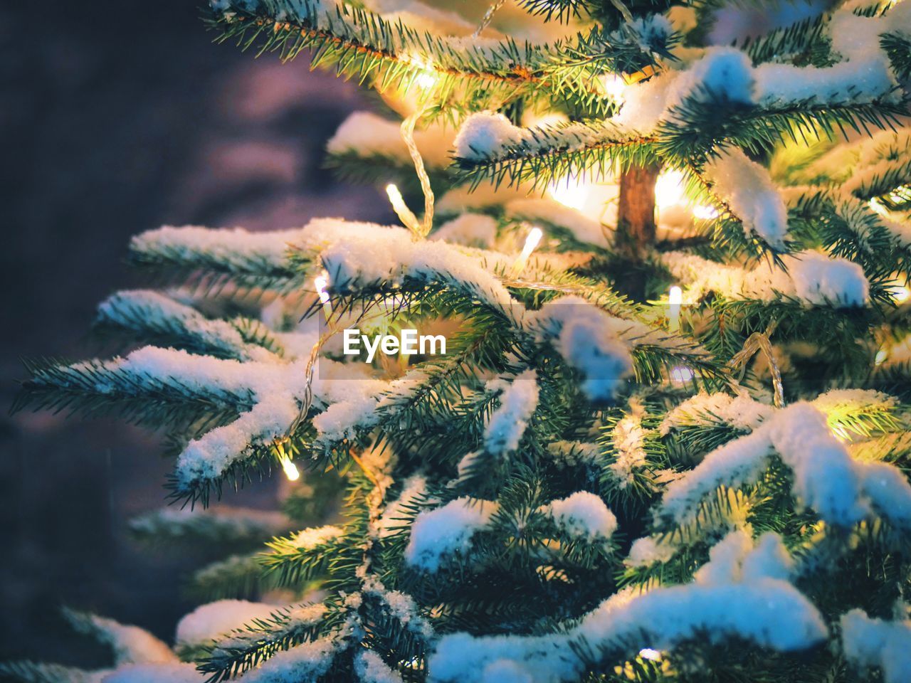 Christmas tree with lighting decoration and snow during winter