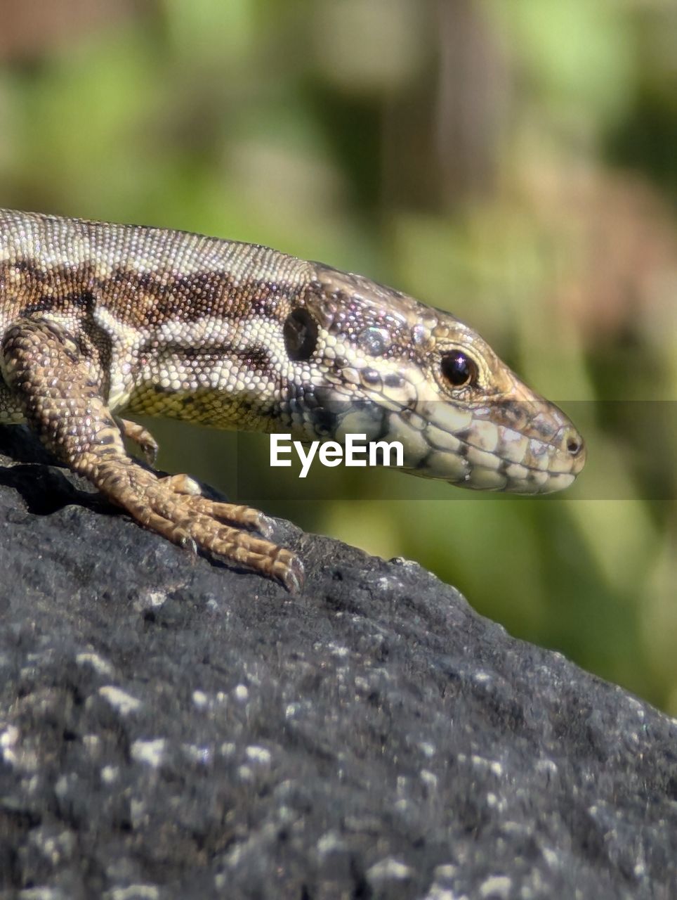 animal themes, animal, animal wildlife, one animal, reptile, wall lizard, wildlife, lizard, no people, nature, animal body part, close-up, side view, anole, outdoors, day, environment