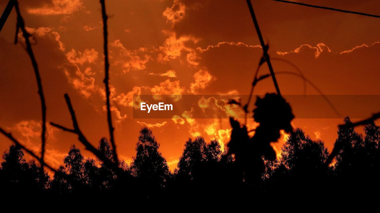 SILHOUETTE TREES AGAINST SKY DURING SUNSET