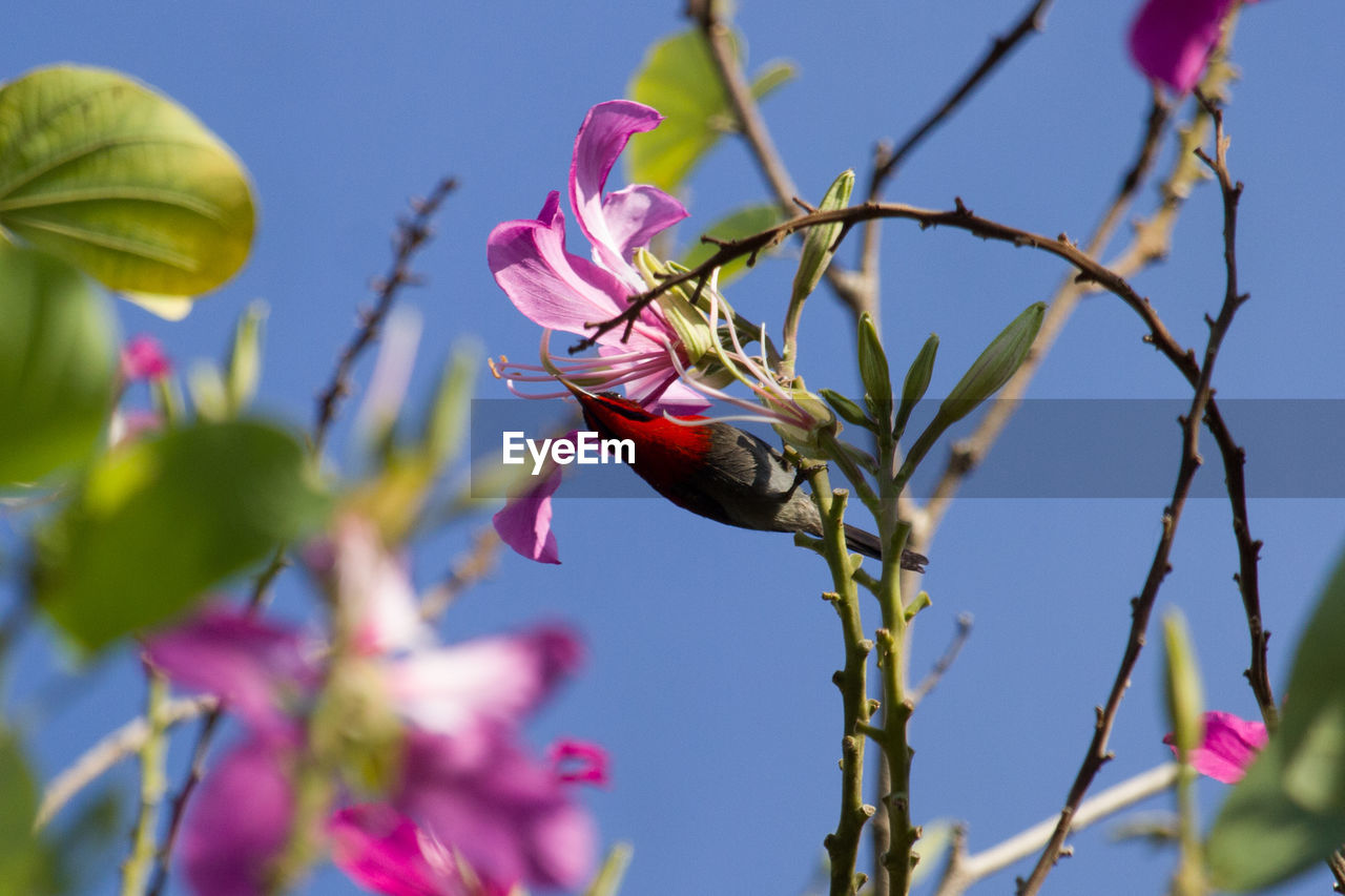 Low angle view of pink flowering plant