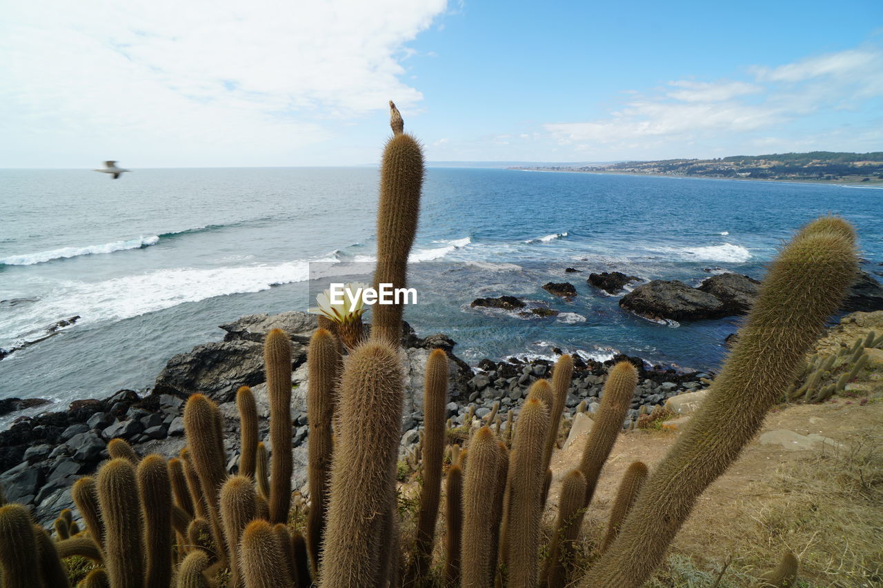 PANORAMIC VIEW OF SEA AGAINST SKY