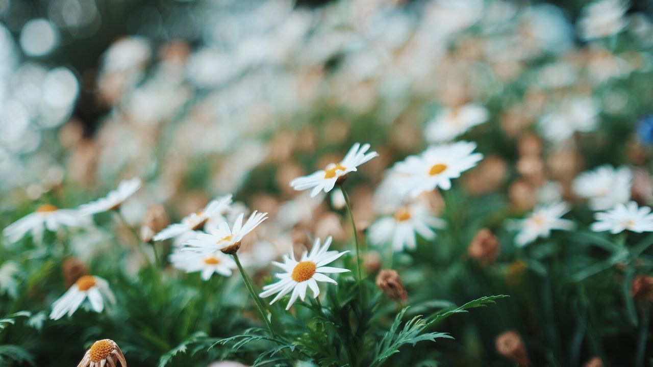 Close-up of white flowers blooming in field