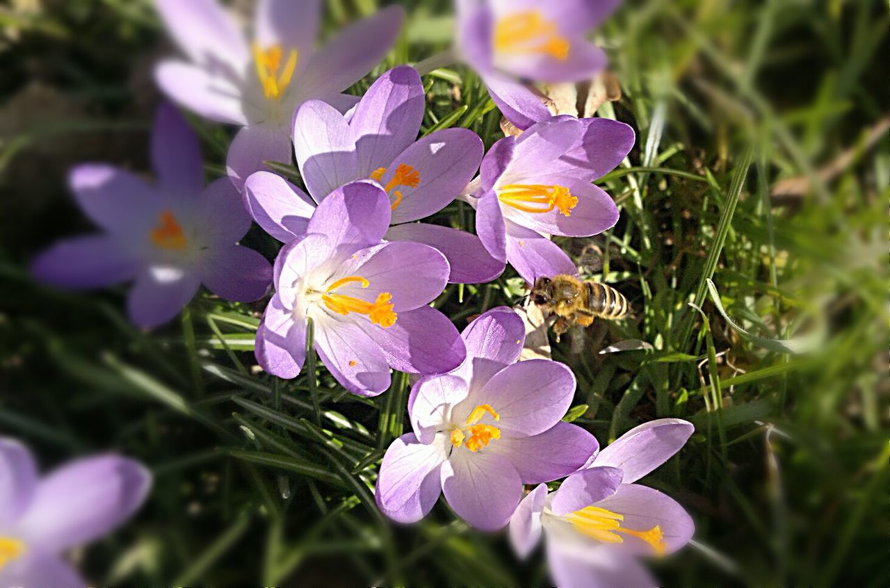 CLOSE-UP OF PURPLE FLOWERS BLOOMING