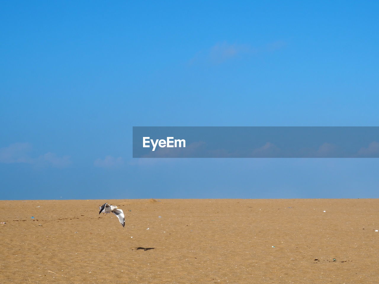 Birds on field against clear blue sky