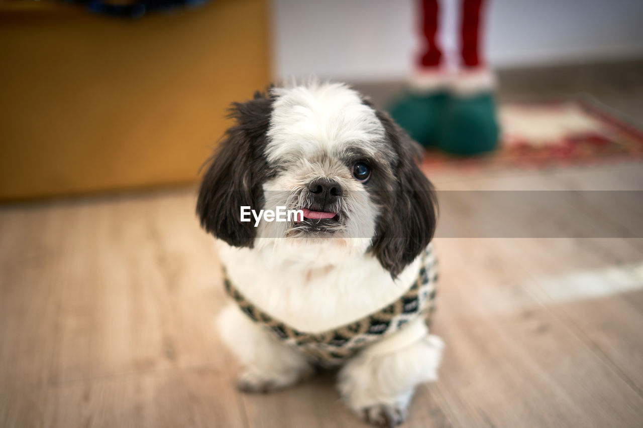 Portrait of a young and happy shi-tzu dog puppy. animal themes