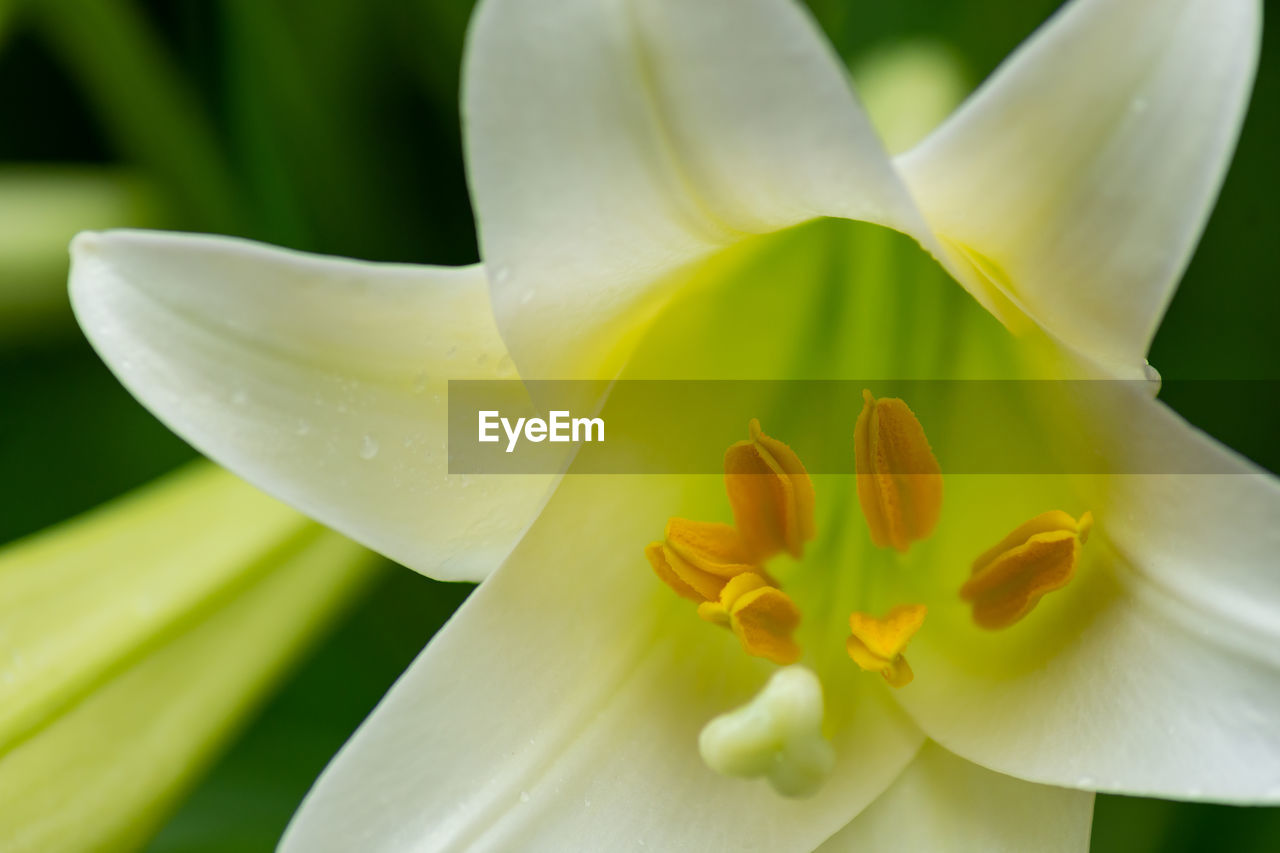 Close-up of white lily