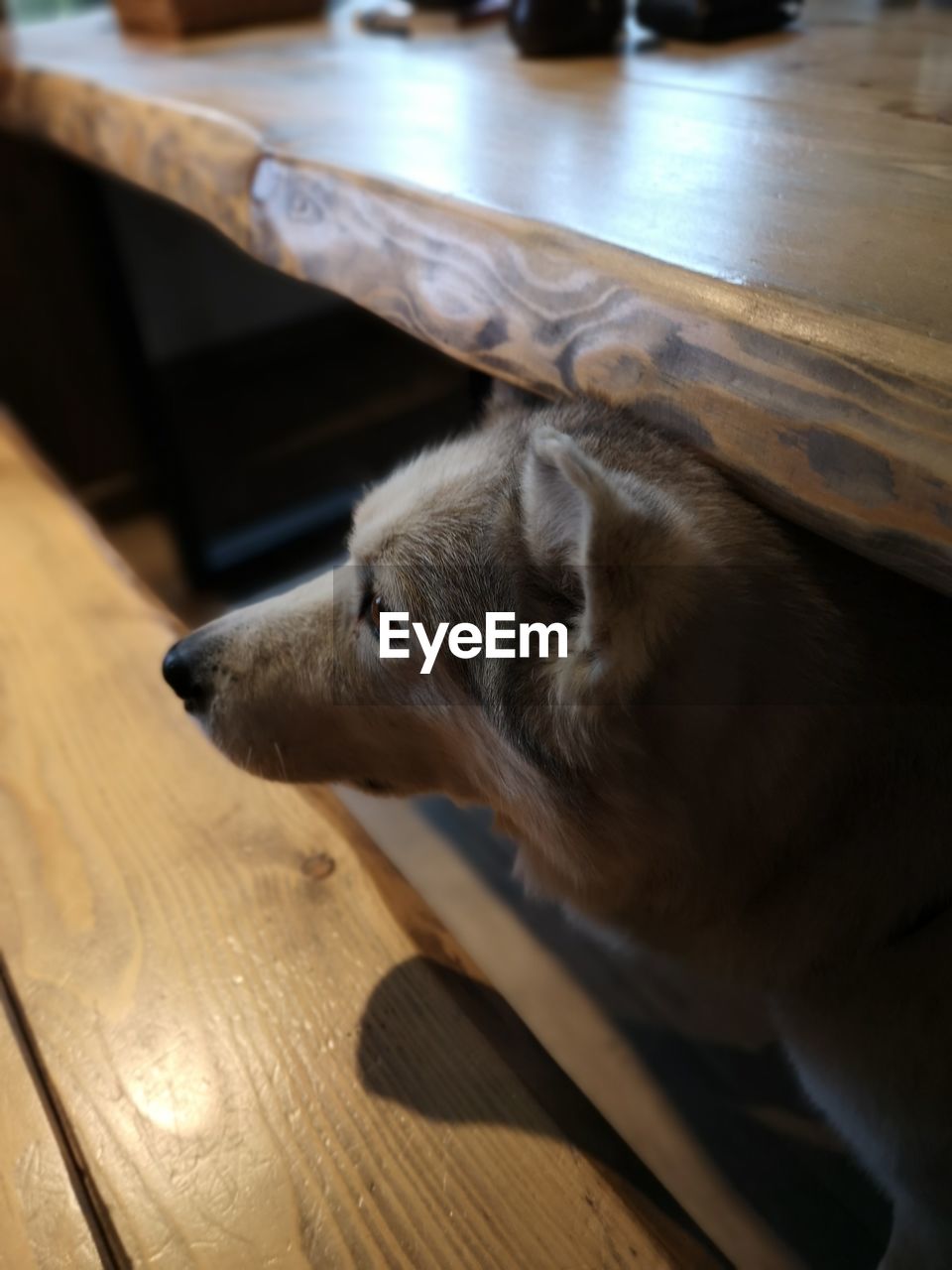 HIGH ANGLE VIEW OF DOG LYING DOWN ON WOODEN FLOOR