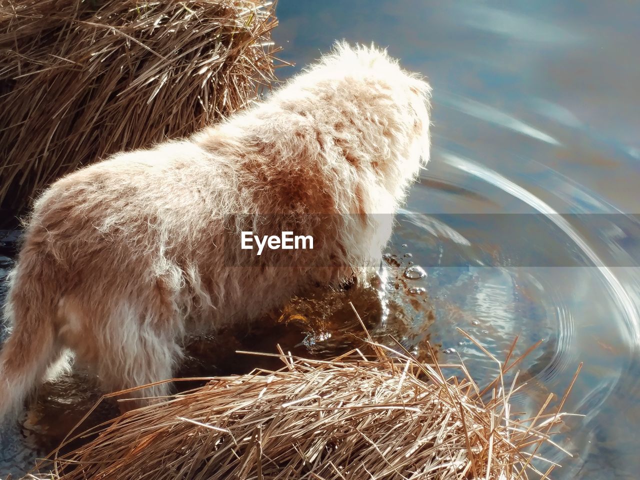 High angle view of fluffy dog in lake